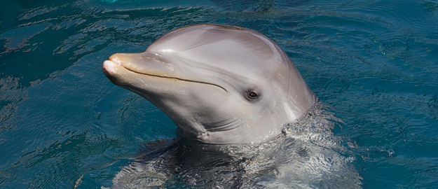 Bottlenose Dolphin dolphin tour zanzibar