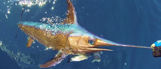 Zanzibar Fishing - Broadbill