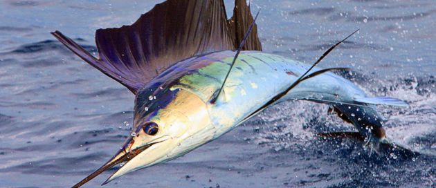 Fishing Zanzibar - Sailfish