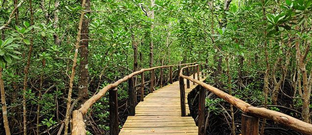 Jozani forest Zanzibar mangroves