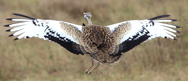 Black Bellied Bustard