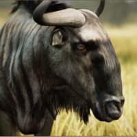 Blue Wildebeest