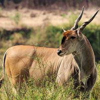 Eland