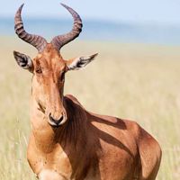 Hartebeest