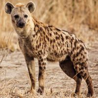 Spotted Hyena