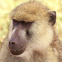 Yellow Baboon