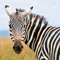 Zebra